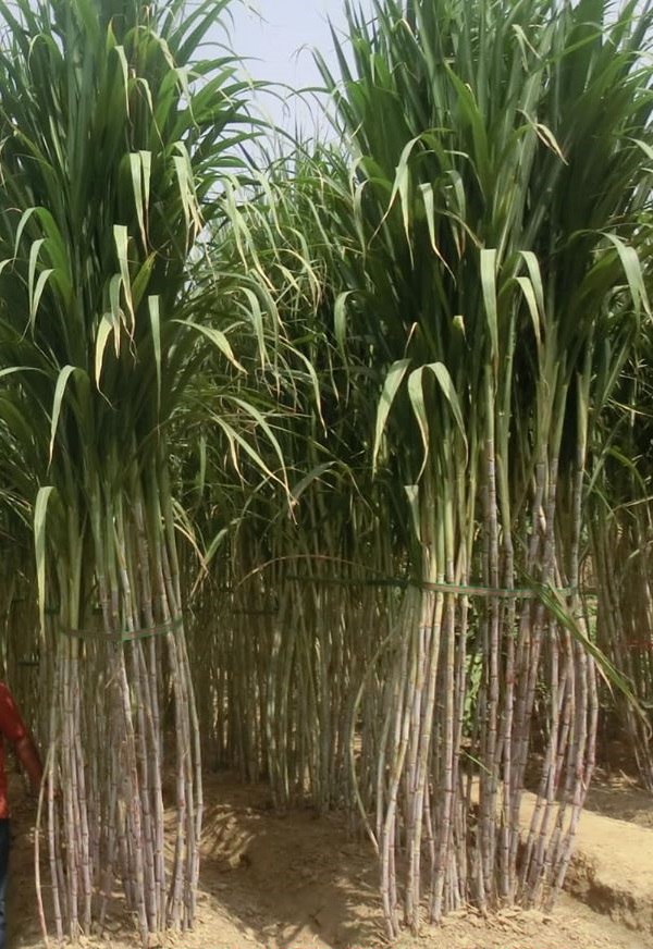 LECTURE 16, 17 & 18 SUGARCANE Saccharum officinarum Introduction Sugarcane  is an industrial crop with acreage of about 4 mil